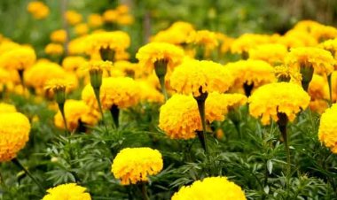 फूलों की खेती में मध्यप्रदेश देश में तीसरे स्थान पर आया, जल्द बनेगा सिरमौर