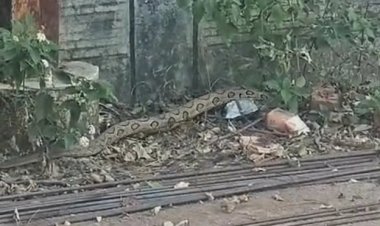 जावरा की एक कॉलोनी में दिखा ये अजगर नहीं, बल्कि खतरनाक जहरीला सांप रसेल वाइपर है