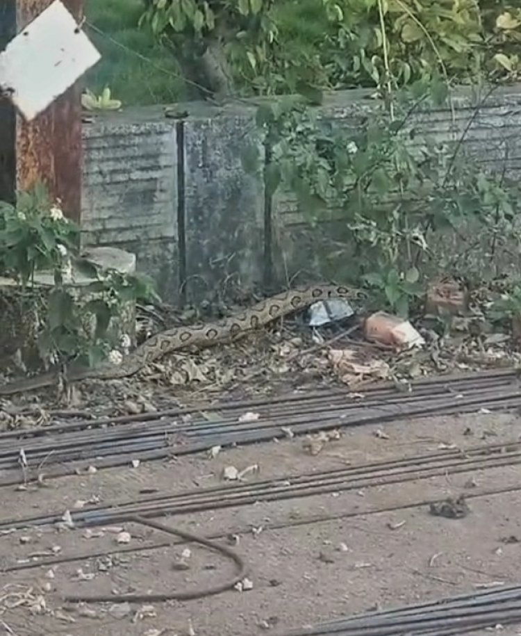 जावरा की एक कॉलोनी में दिखा ये अजगर नहीं, बल्कि खतरनाक जहरीला सांप रसेल वाइपर है