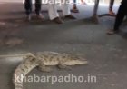 जावरा के पास ग्राम डोडियाना में दिखा मगरमच्छ, ग्रामीणों ने पकड़ा