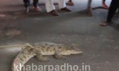 जावरा के पास ग्राम डोडियाना में दिखा मगरमच्छ, ग्रामीणों ने पकड़ा