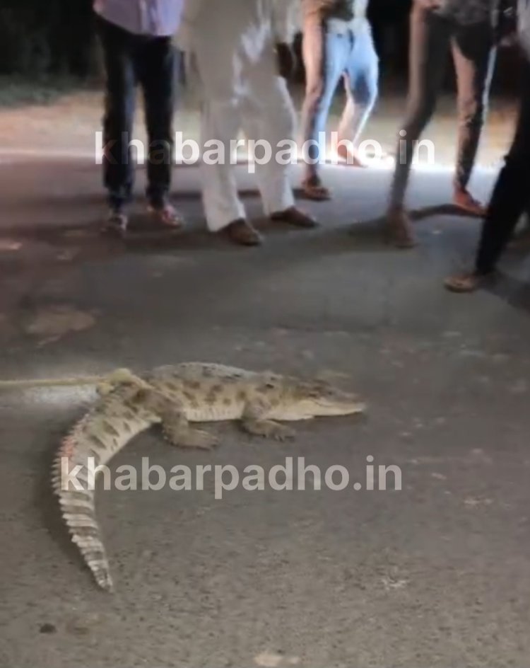 जावरा के पास ग्राम डोडियाना में दिखा मगरमच्छ, ग्रामीणों ने पकड़ा